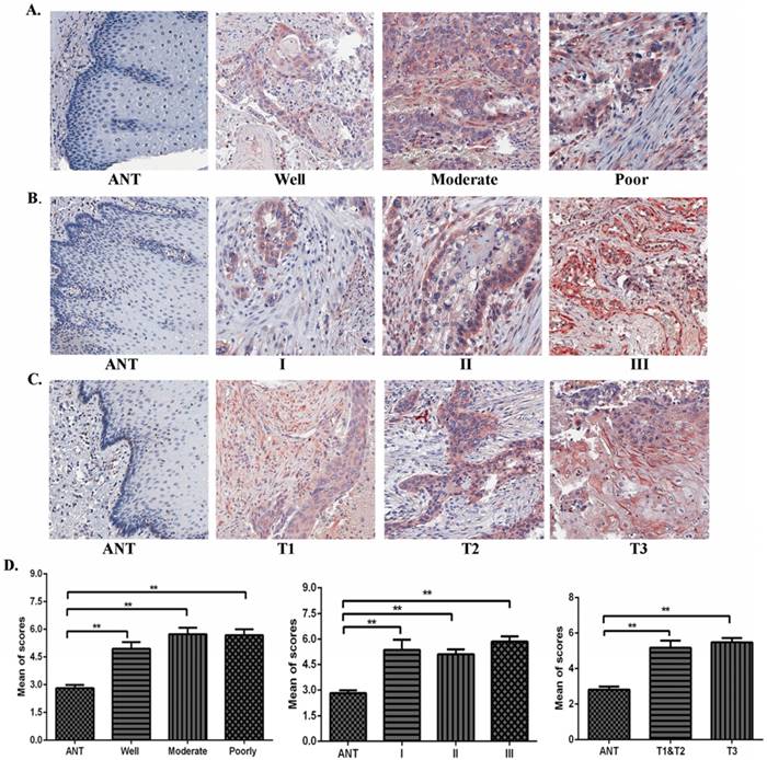 J Cancer Image