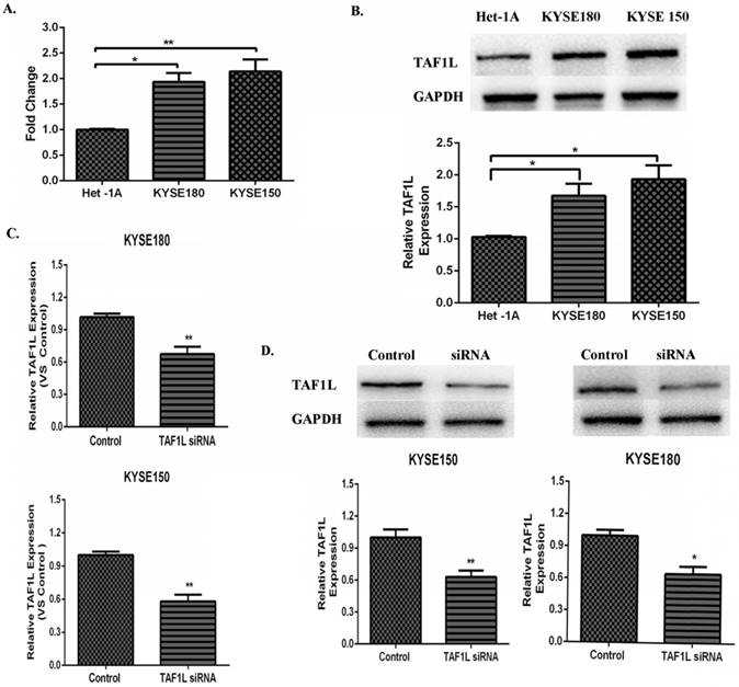 J Cancer Image