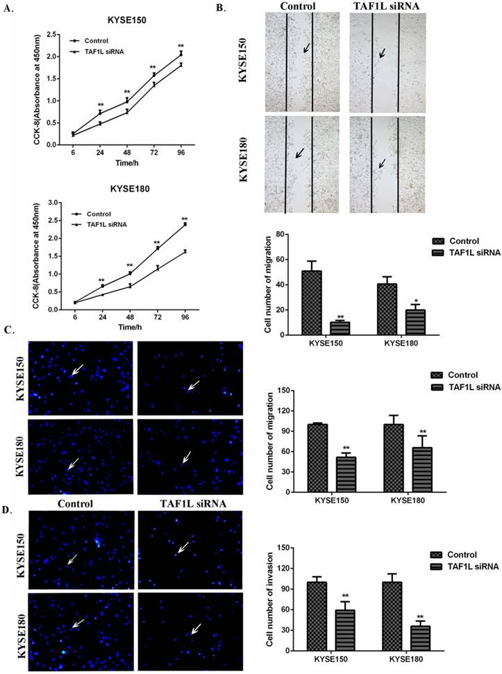 J Cancer Image