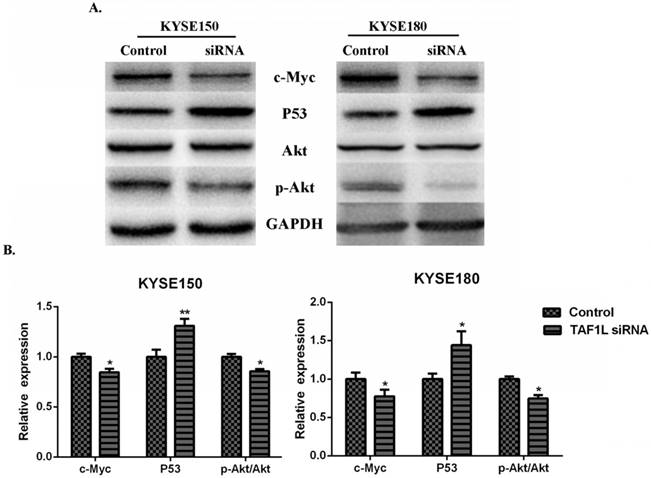 J Cancer Image