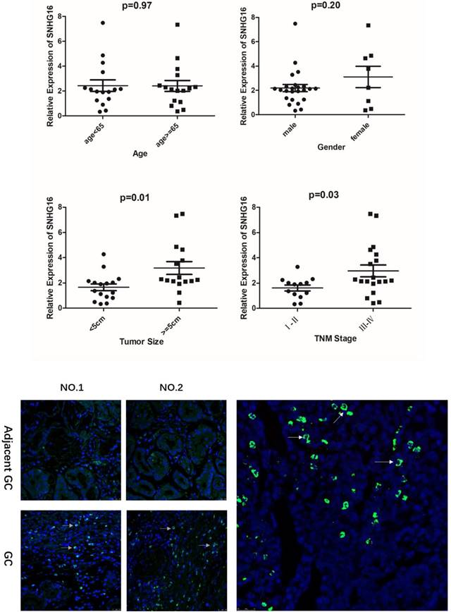 J Cancer Image