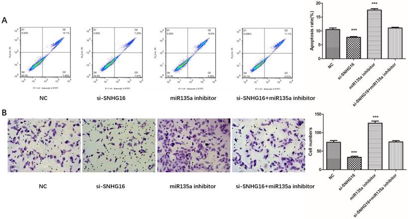 J Cancer Image