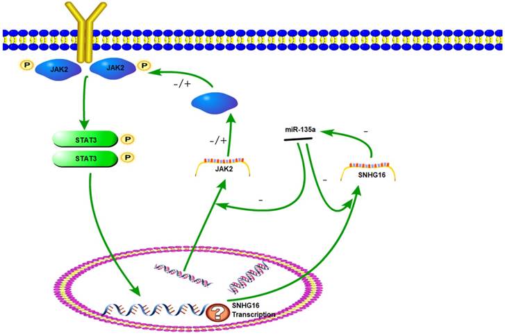 J Cancer Image