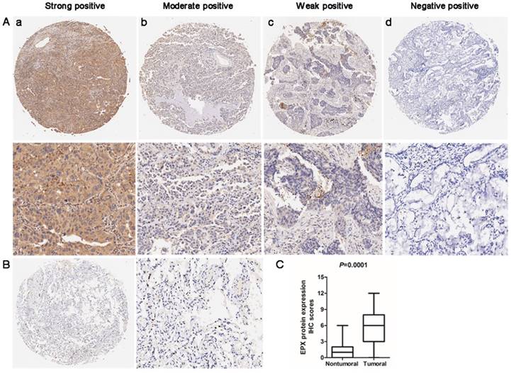 J Cancer Image