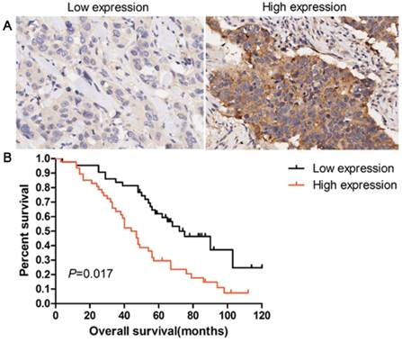 J Cancer Image