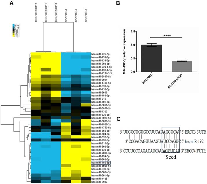 J Cancer Image