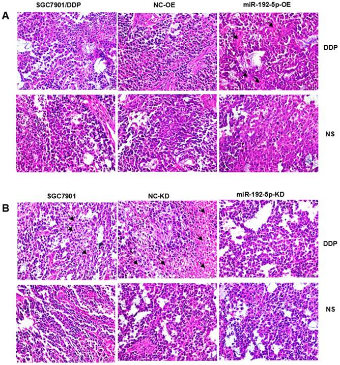 J Cancer Image