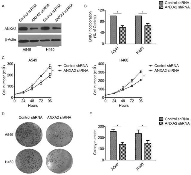 J Cancer Image