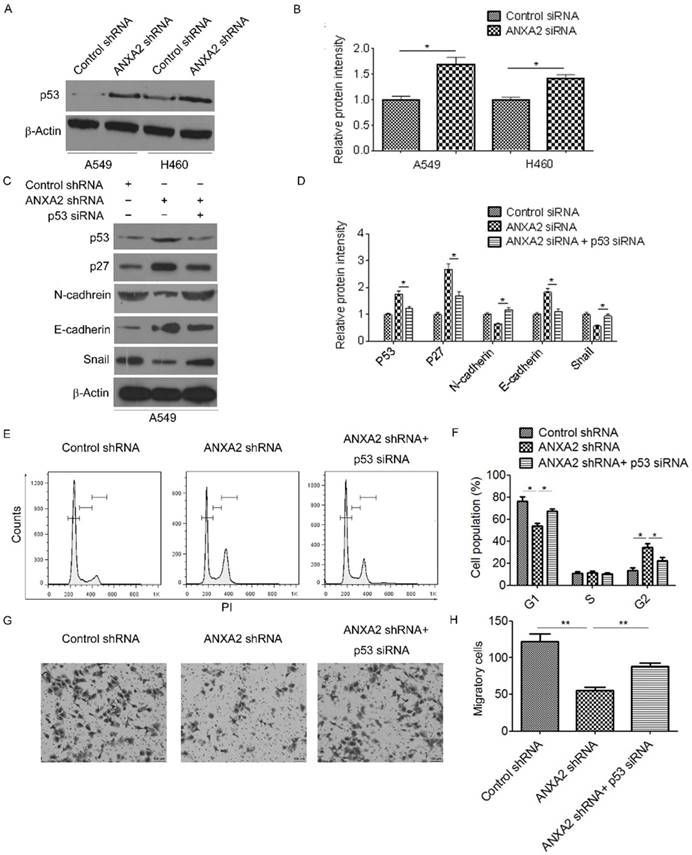 J Cancer Image