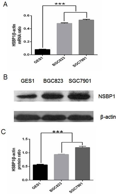 J Cancer Image