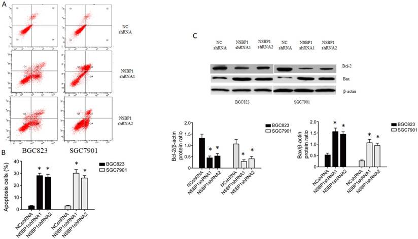 J Cancer Image