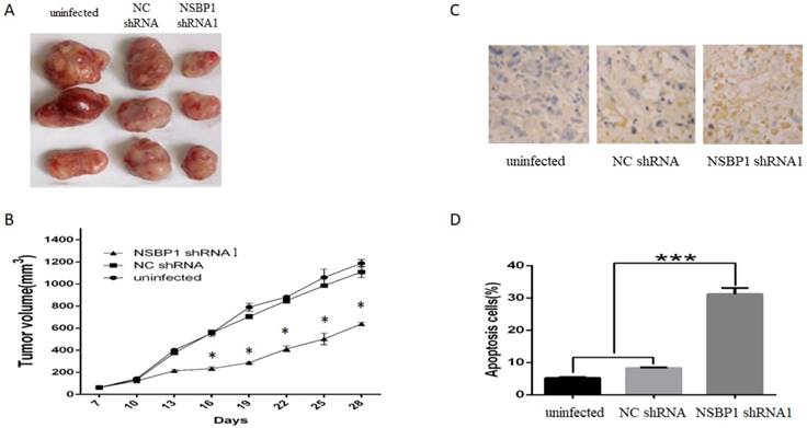 J Cancer Image