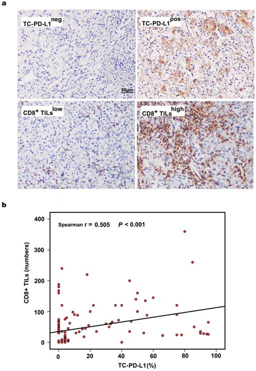 J Cancer Image