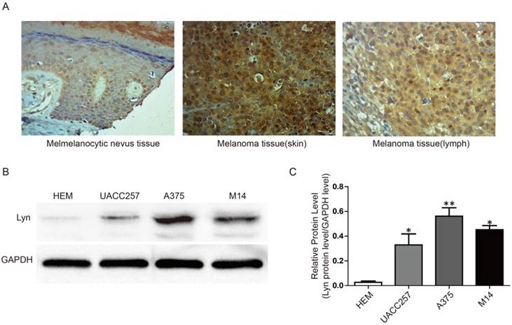 J Cancer Image