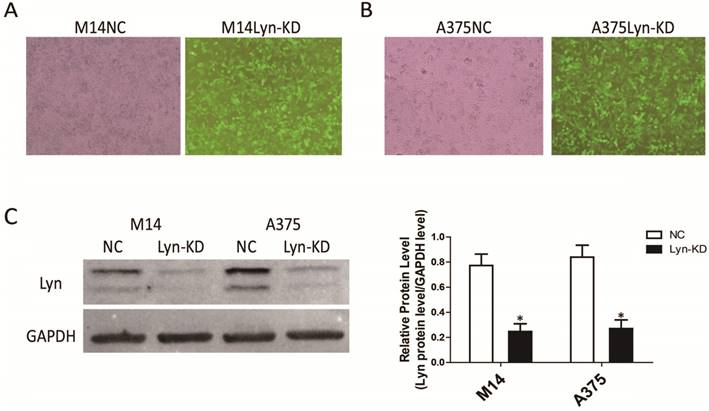 J Cancer Image