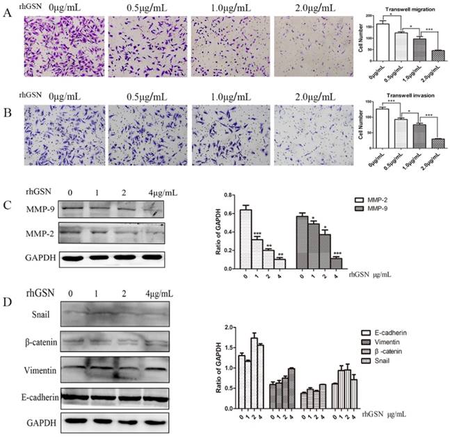 J Cancer Image