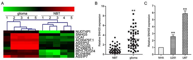 J Cancer Image