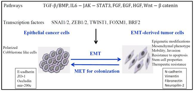 J Cancer Image