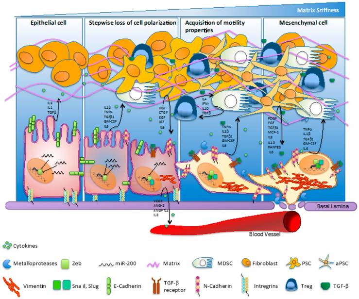 J Cancer Image