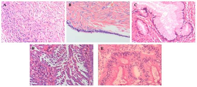 J Cancer Image