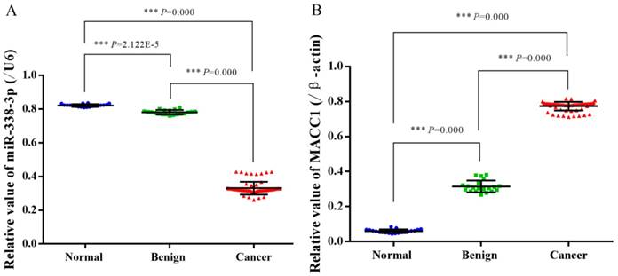 J Cancer Image