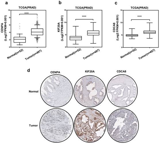 J Cancer Image