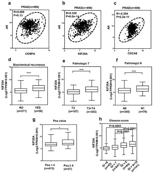 J Cancer Image