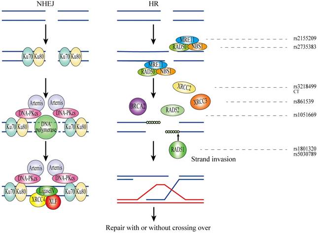 J Cancer Image