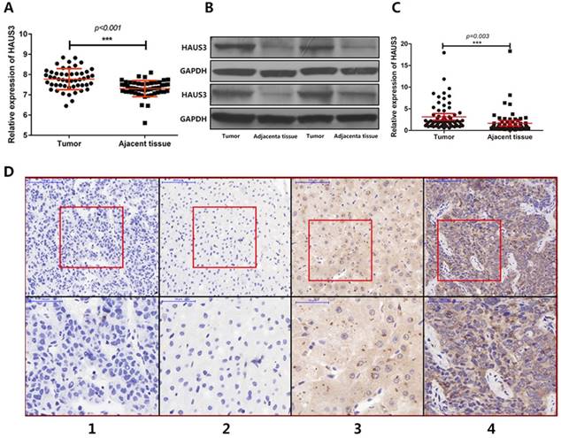 J Cancer Image