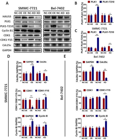 J Cancer Image