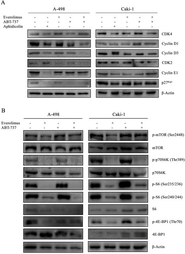 J Cancer Image