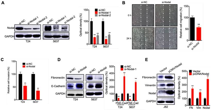 J Cancer Image