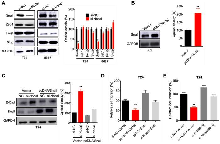 J Cancer Image