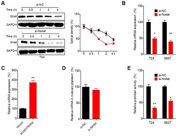 J Cancer Image