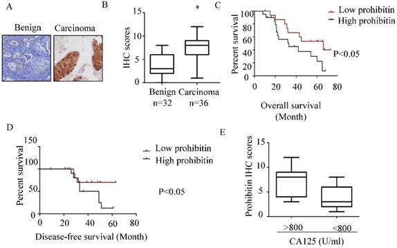 J Cancer Image