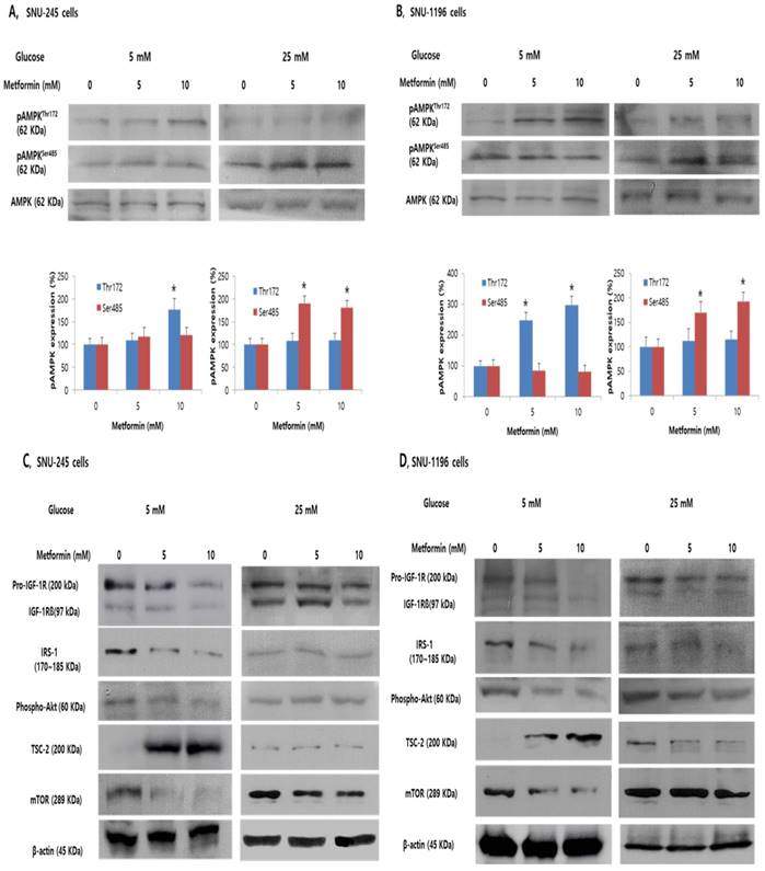 J Cancer Image