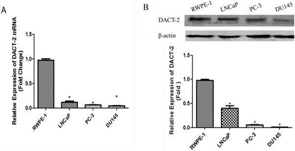 J Cancer Image