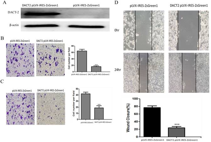 J Cancer Image