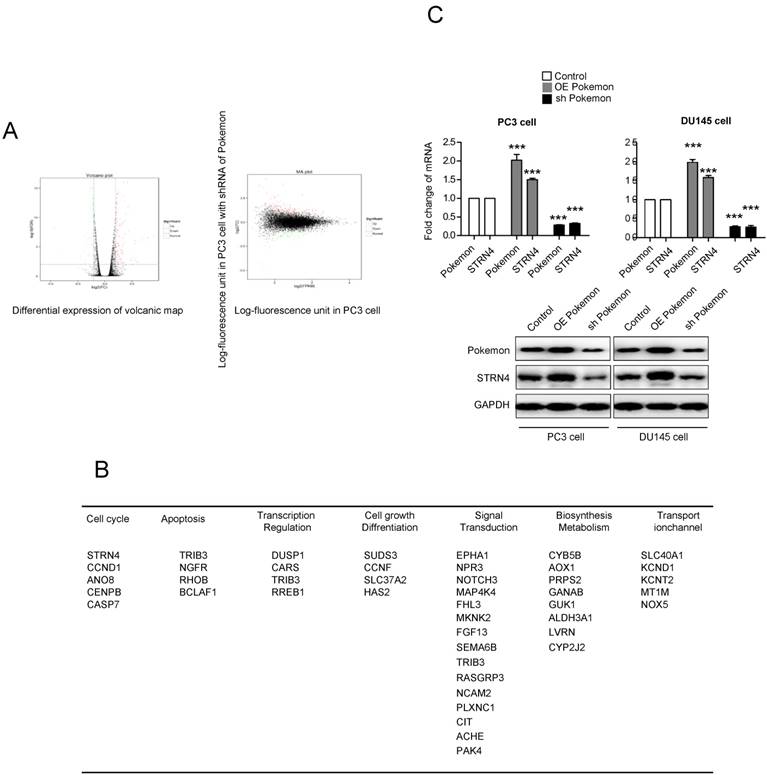 J Cancer Image