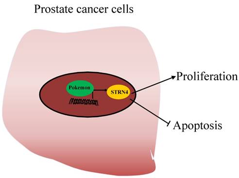 J Cancer Image