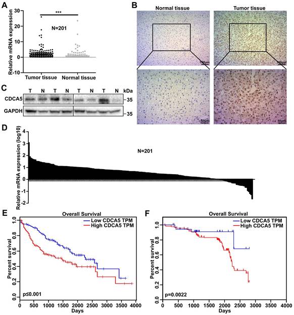 J Cancer Image