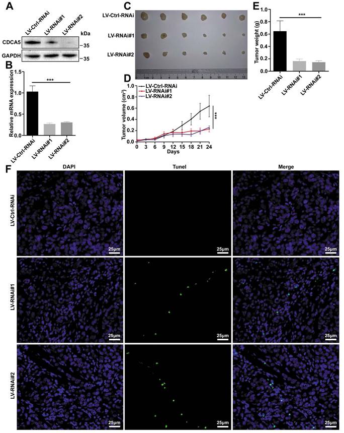 J Cancer Image