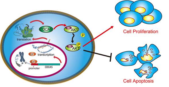 J Cancer Image