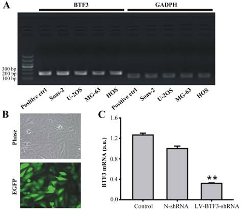 J Cancer Image