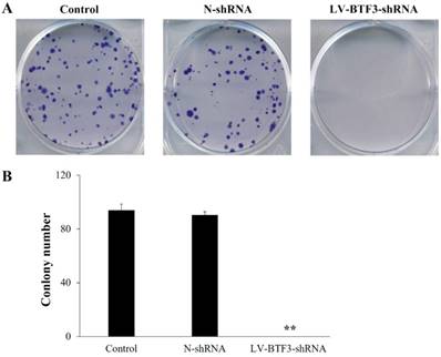 J Cancer Image