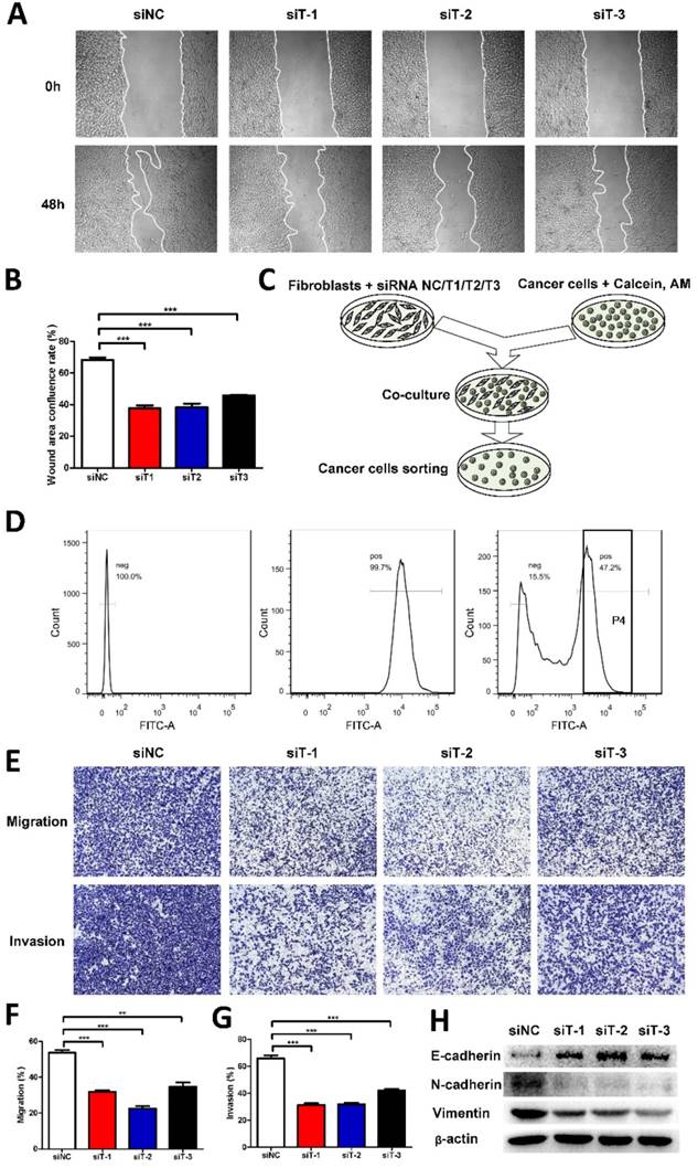 J Cancer Image