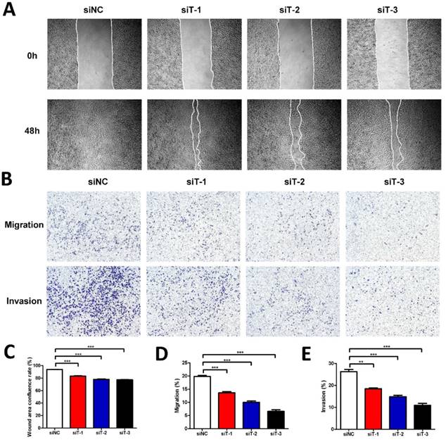 J Cancer Image