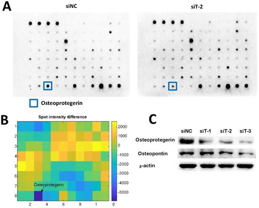 J Cancer Image