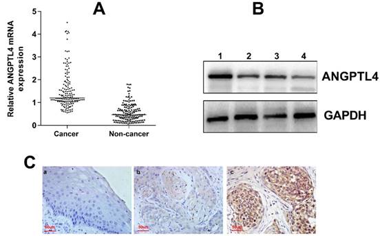 J Cancer Image