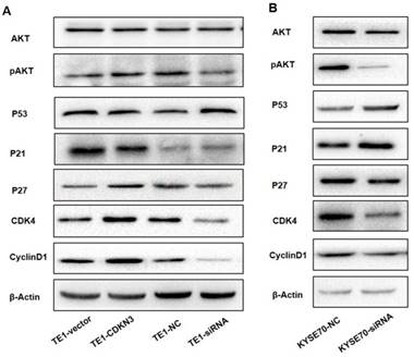 J Cancer Image